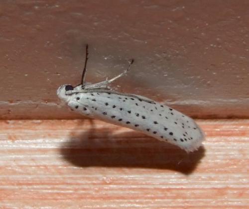 Réf. 105 098 : Yponomeuta evonymella