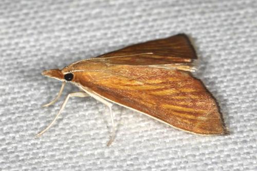 Nascia cilialis