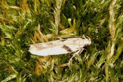 Caryocolum blandulella