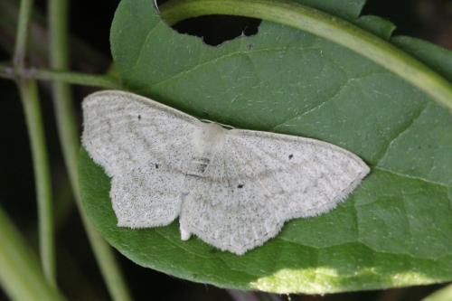 Réf. 105 068 : Scopula nigropunctata
