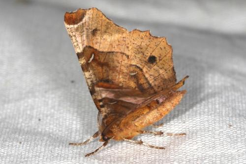 Selenia tetralunaria
