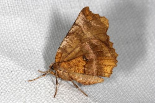 Réf. 105 648 : Selenia dentaria