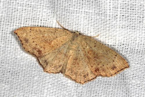 Réf. 105 232 : Cyclophora punctaria