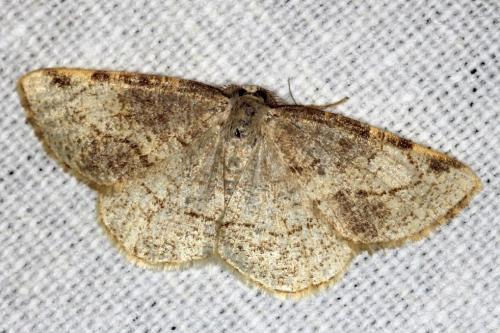 Réf. 105 679 : Stegania trimaculata