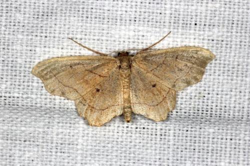 Idaea emarginata