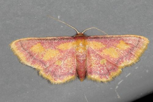 Réf. 105 572 : Idaea muricata