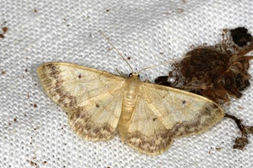 Réf. 105 294 : Idaea biselata