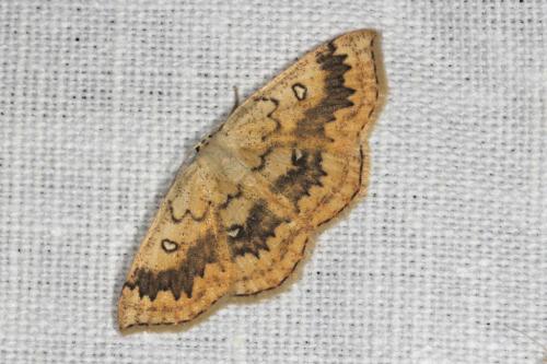 Réf. 105 231 : Cyclophora annularia