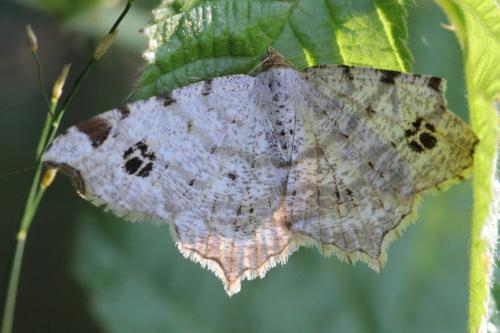 Réf. 105 097 : Macaria notata