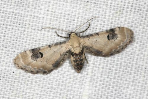 Eupithecia centaureata