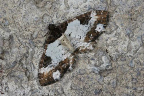 Réf. 105 820 : Melanthia procellata