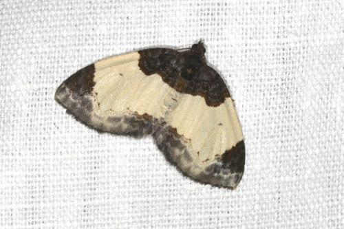Réf. 105 228 : Mesoleuca albicillata
