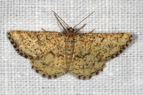 Heliomata glarearia