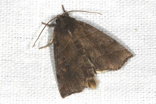 Réf. 105 374 : Ipimorpha retusa