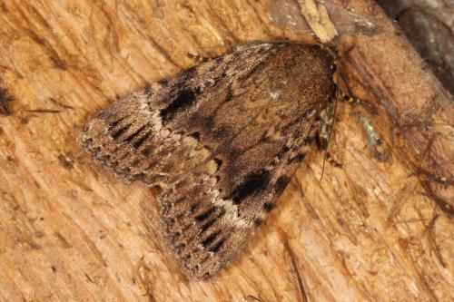 Amphipyra pyramidea