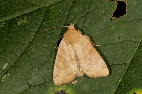 Réf. 105 292 : Cosmia trapezina