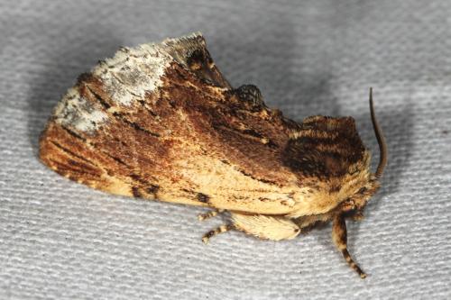 Réf. 105 764 : Ptilodon cucullina