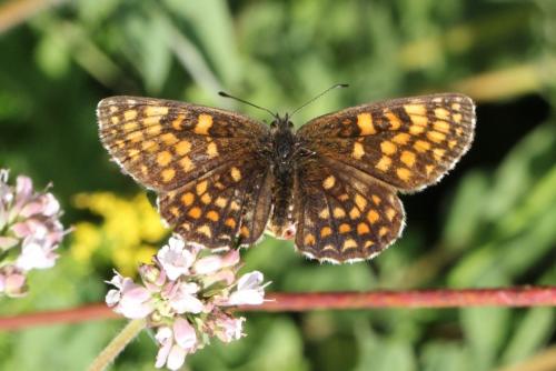 Melitaea sp.