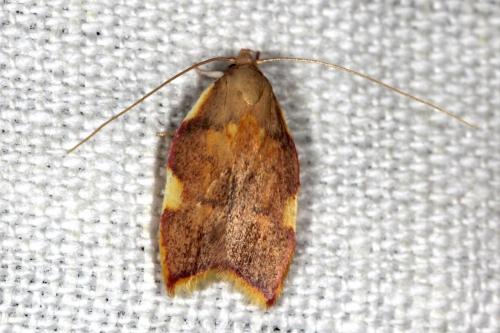 Réf. 105 760 : Carcina quercana