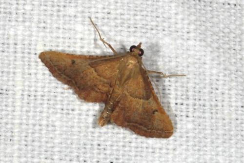 Réf. 105 337 : Endotricha flammealis