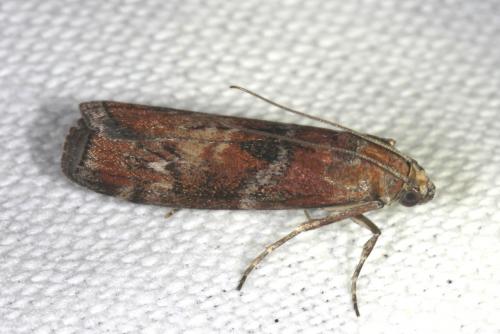 Réf. 105 921 : Phycita roborella