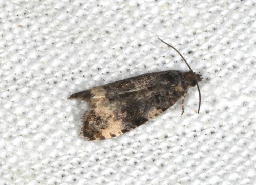 Réf. 105 035 : Endothenia sp.