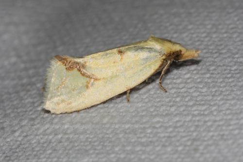 Réf. 105 848 : Agapeta hamana