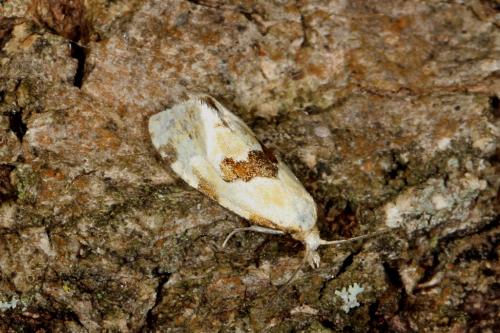Réf. 105 340 : Aethes rubigana