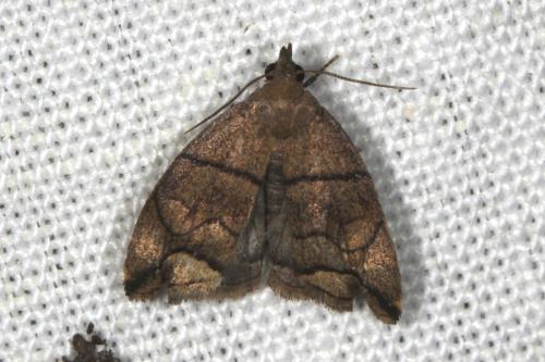 Réf. 105 901 : Herminia grisealis