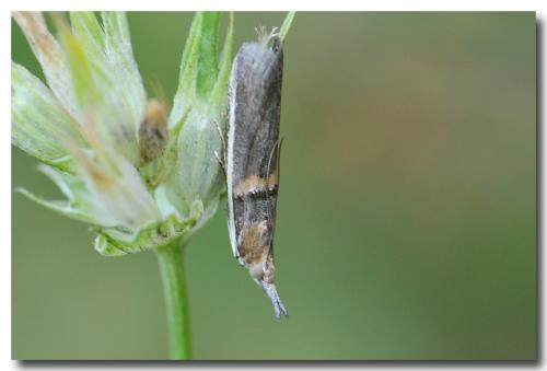 Etiella zinckenella