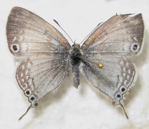 Leptomyrina phidias