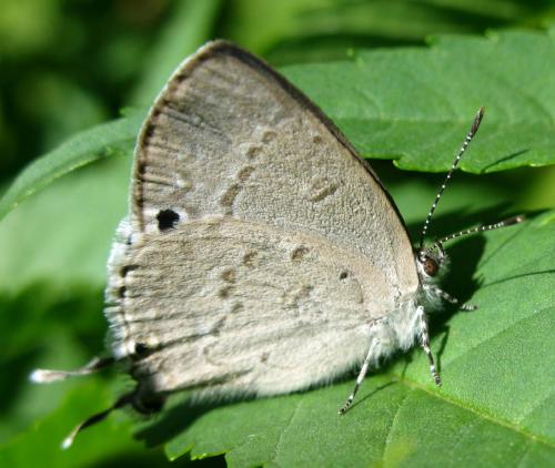 Leptomyrina phidias