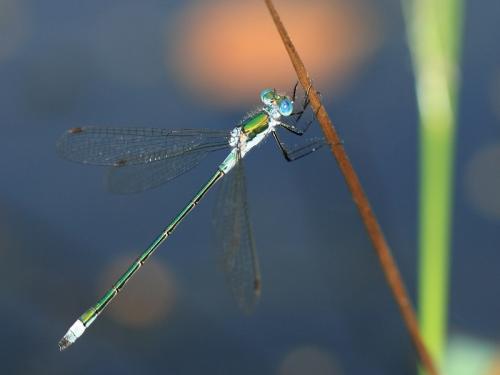 Lestes sponsa