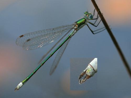 Lestes sponsa