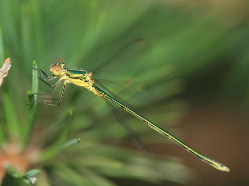 Lestes sp.