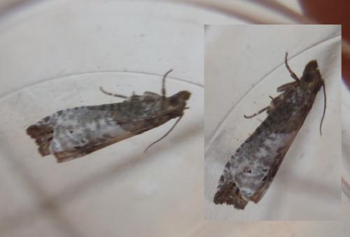 Réf. 105 339 : Notocelia roborana