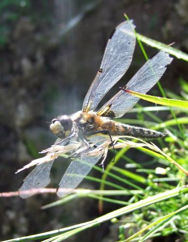 Réf. 105 444 : Libellula quadrimaculata