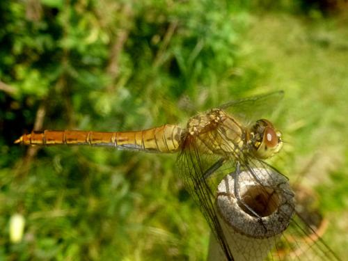 Sympetrum sanguineum