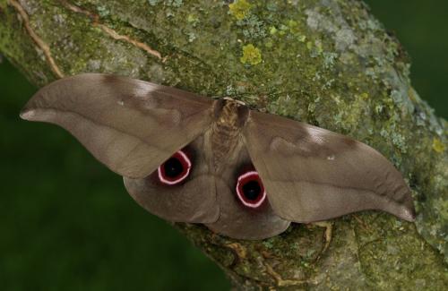 Lobobunaea phaedusa