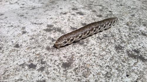 Proserpinus proserpina