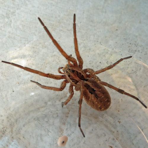 Hogna radiata