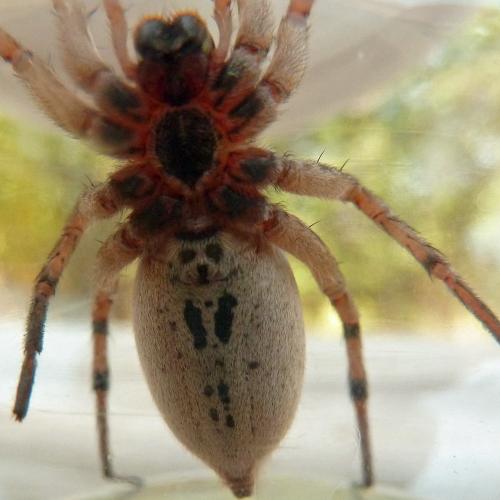 Hogna radiata