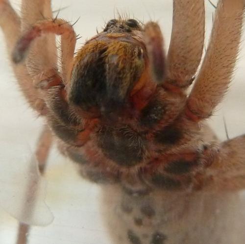 Hogna radiata