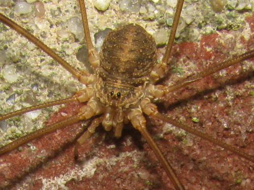 Réf. 105 308 : Opilio parietinus