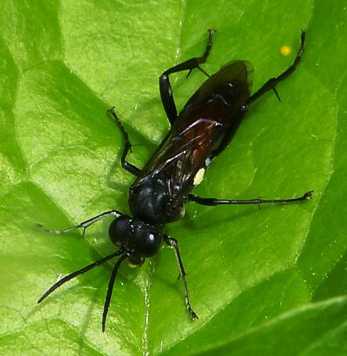 Réf. 105 321 : Macrophya blanda