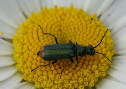 Malachius bipustulatus