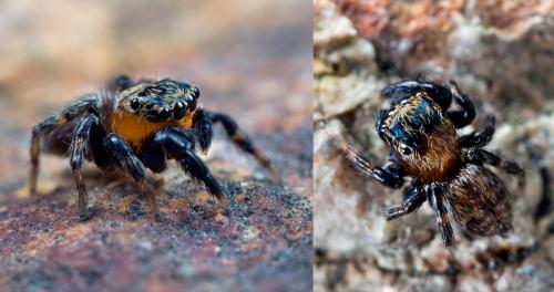 Euophrys nigripalpis