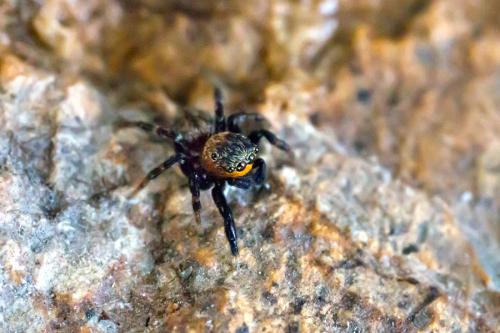 Euophrys nigripalpis
