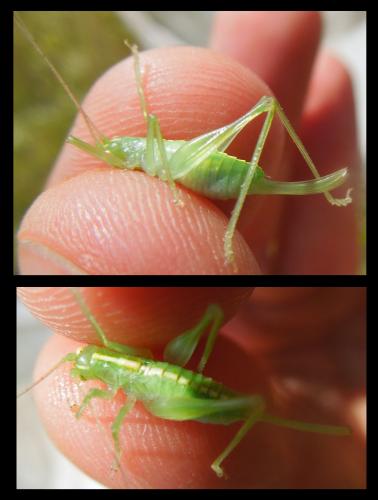 Meconema meridionale
