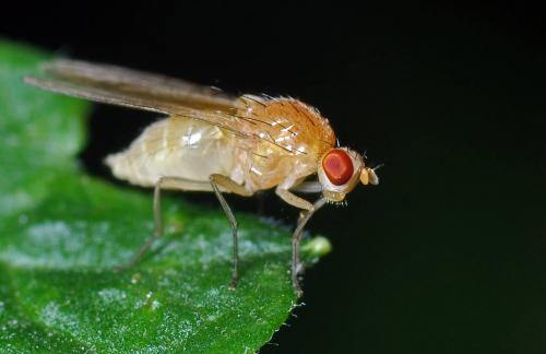 Lyciella rorida